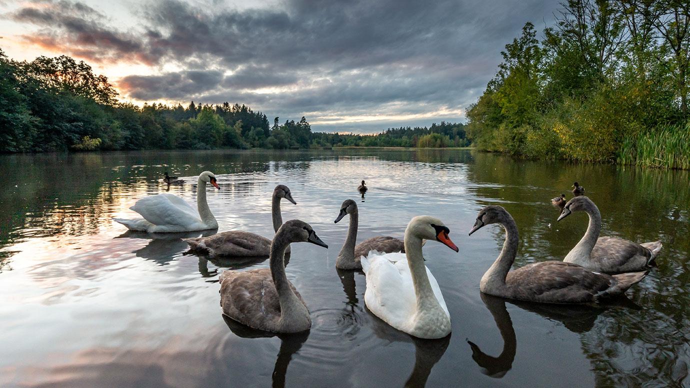 Swans swimming on a lake under dramatic cloudy skies — the gray swan metaphor